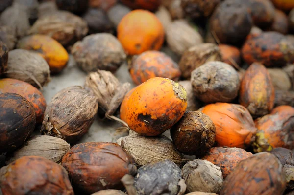 Betelnuss oder Areca-Nuss Hintergrund. — Stockfoto