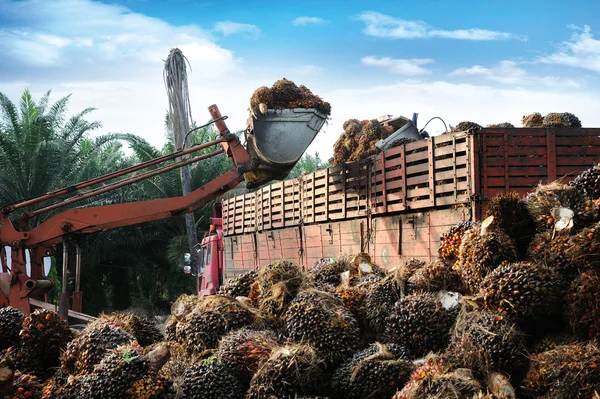 Frutos del aceite de palma —  Fotos de Stock