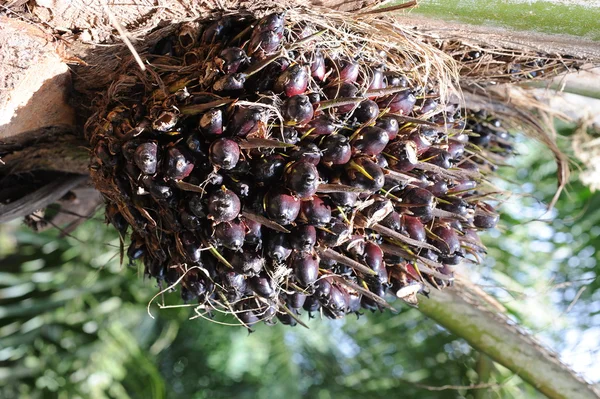 Плоды пальмового масла — стоковое фото