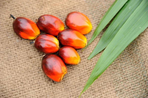Palm oliehoudende vruchten — Stockfoto
