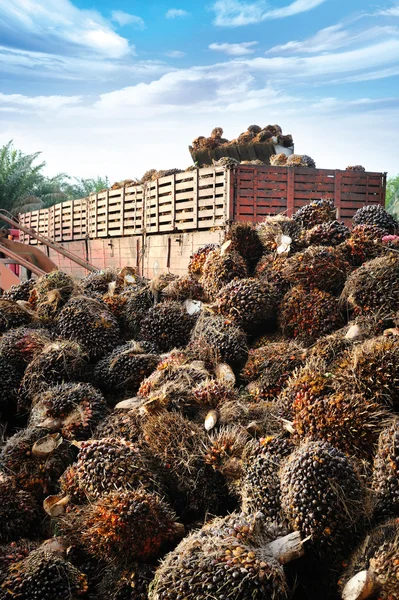 Palmolja frukter Stockfoto