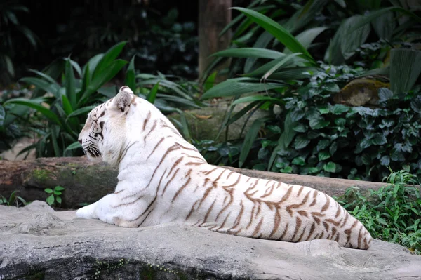 Weißer Tiger — Stockfoto