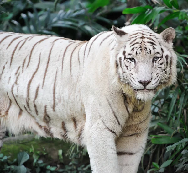 Tigre bianca — Foto Stock