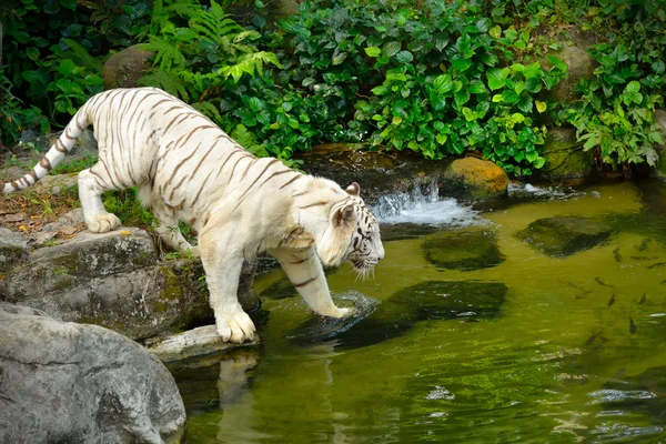 Tigre bianca — Foto Stock