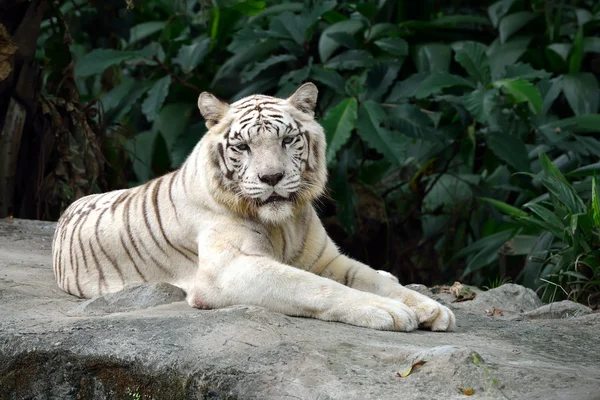 Tigre bianca — Foto Stock