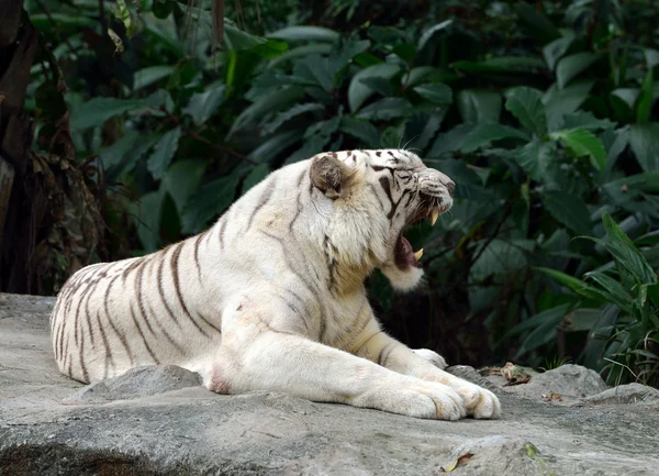 Witte tijger — Stockfoto