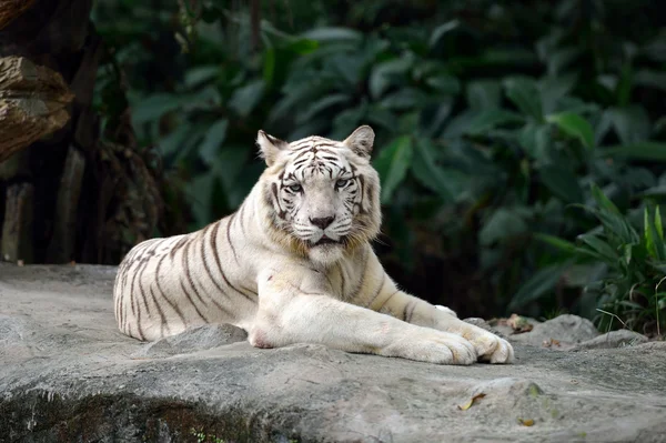 Tigre blanco —  Fotos de Stock