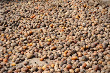 tembul fındık veya ceviz areca arka plan