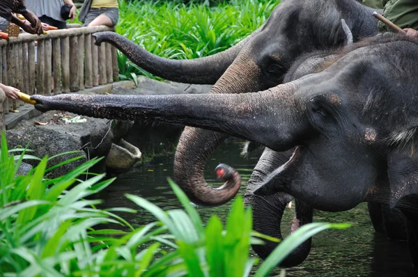 Азиатский слон — стоковое фото