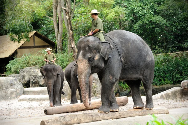 Éléphants d'Asie — Photo