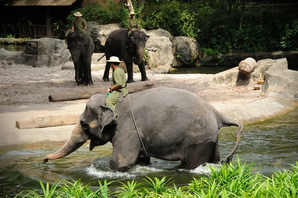 Asian Elephants — Stock Photo, Image