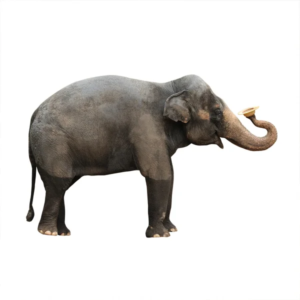 Elefante asiático — Foto de Stock