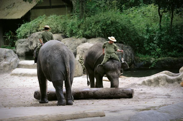 Asian Elephants — Stock Photo, Image