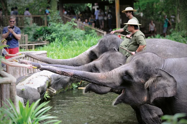 Asian Elephants — Stock Photo, Image