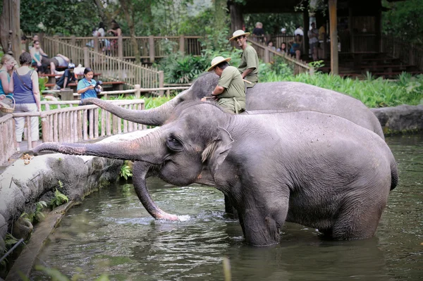 Aziatische olifanten — Stockfoto