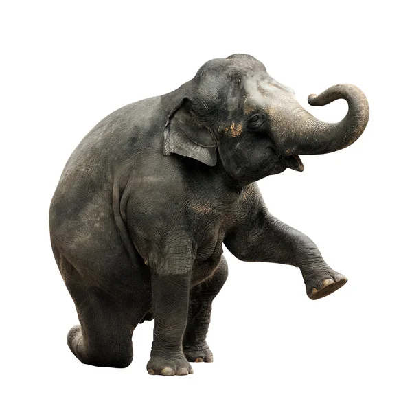 Elefante asiático — Foto de Stock