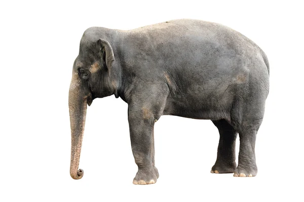 Elefante asiático — Foto de Stock