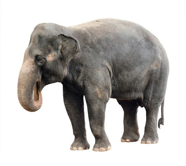 Asiatischer Elefant — Stockfoto