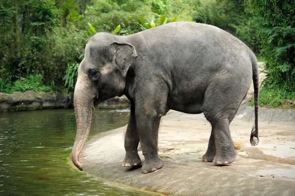 Elefantes asiáticos — Foto de Stock