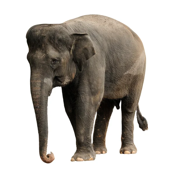 Asiatischer Elefant — Stockfoto