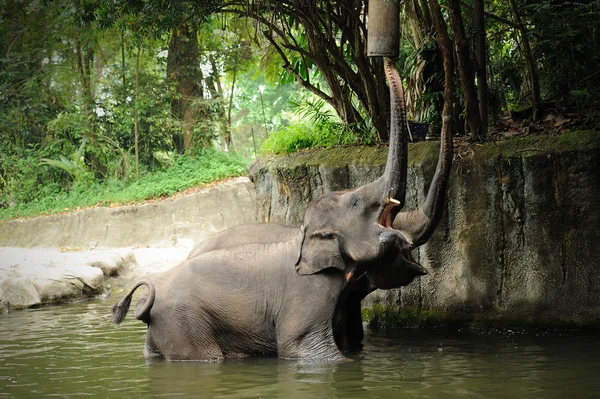 Asian Elephants — Stock Photo, Image