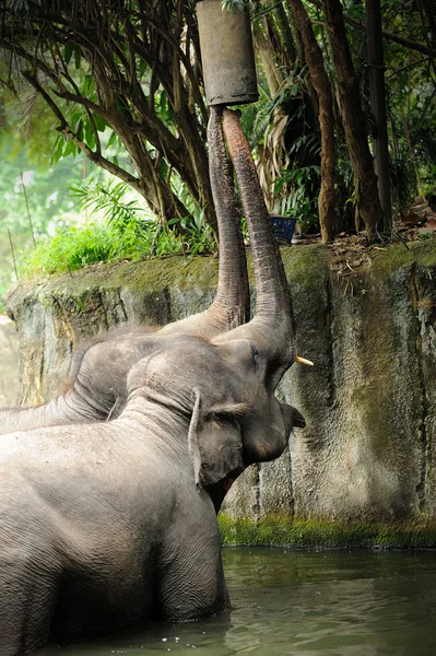 Asijské slony — Stock fotografie