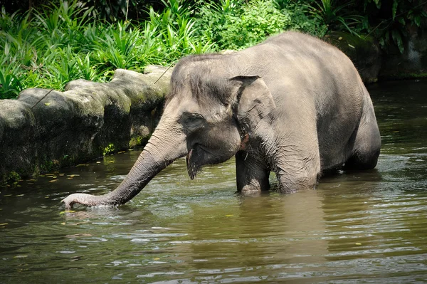 Asian Elephants — Stock Photo, Image