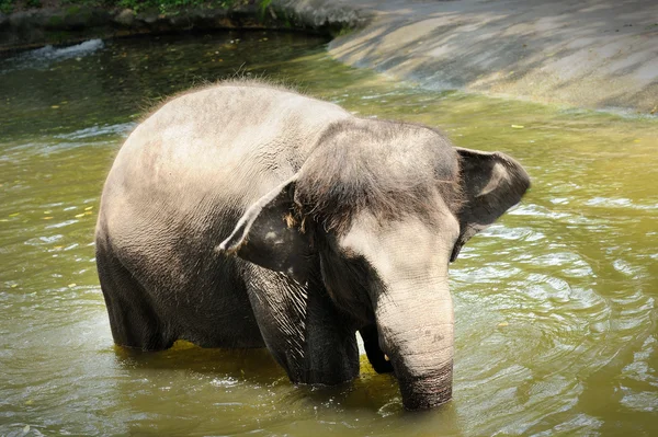Asyalı filler — Stok fotoğraf