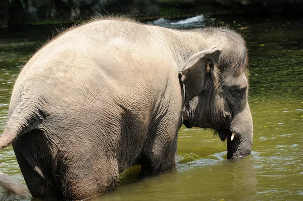 Asian Elephants — Stock Photo, Image