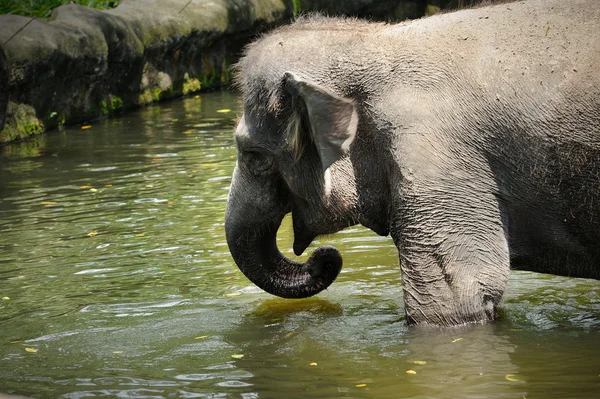 Asiatiske elefanter - Stock-foto