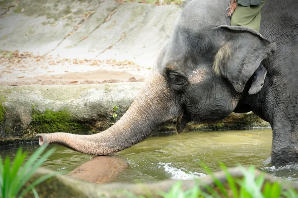 Asian Elephants — Stock Photo, Image