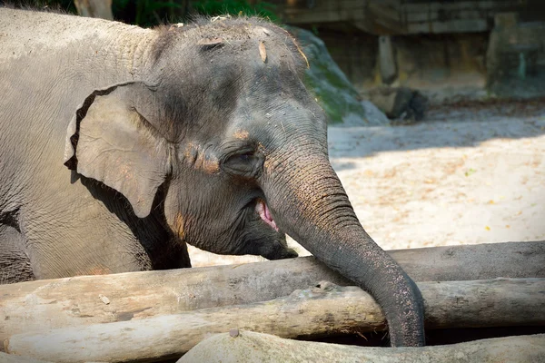 Asian Elephants — Stock Photo, Image