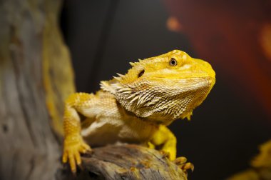 ahşap üzerine sakallı Ejder.