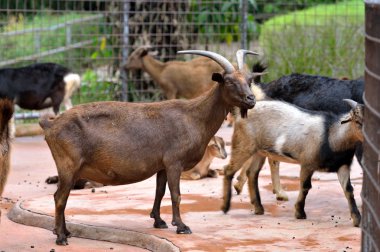 güzel kahverengi keçi