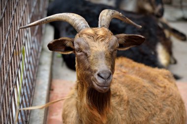 güzel kahverengi keçi