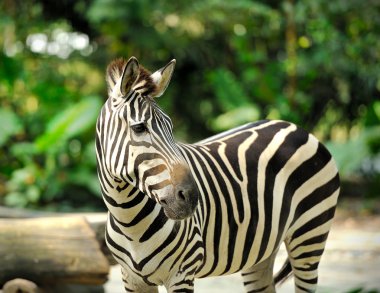 Zebra