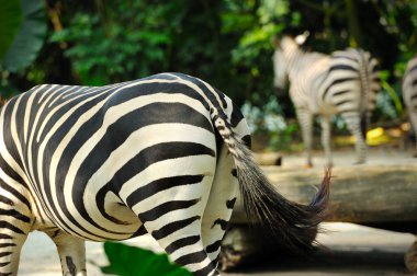 Zebra