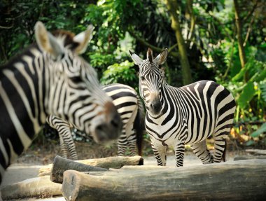 Zebra