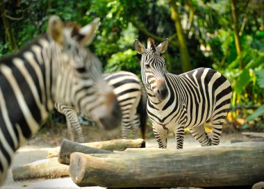 Zebra