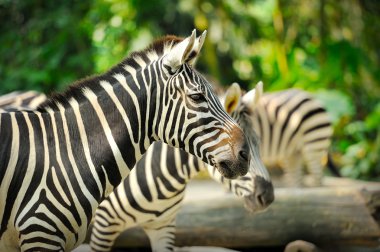 Zebra