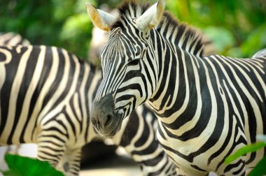 Zebra