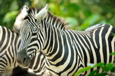 Zebra