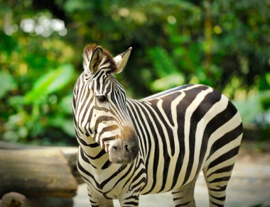 Zebra
