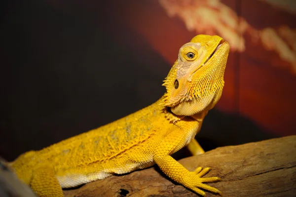 Dragón barbudo en la madera . — Foto de Stock