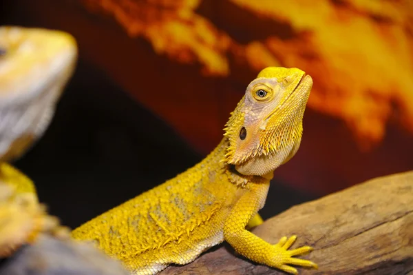 Dragón barbudo en la madera . — Foto de Stock