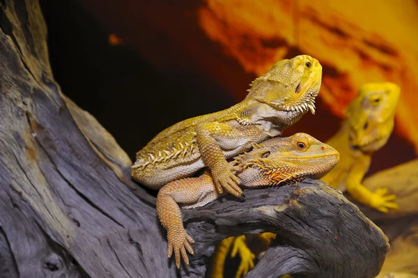 Dragón barbudo en la madera . — Foto de Stock