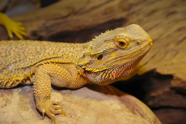 Dragón barbudo en la madera . — Foto de Stock