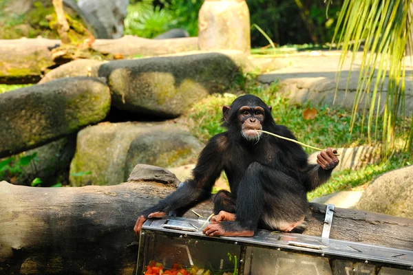 Schattig chimpansee — Stockfoto