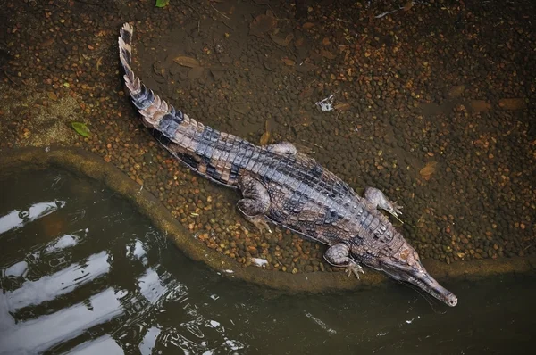 Krokodil in het meer — Stockfoto