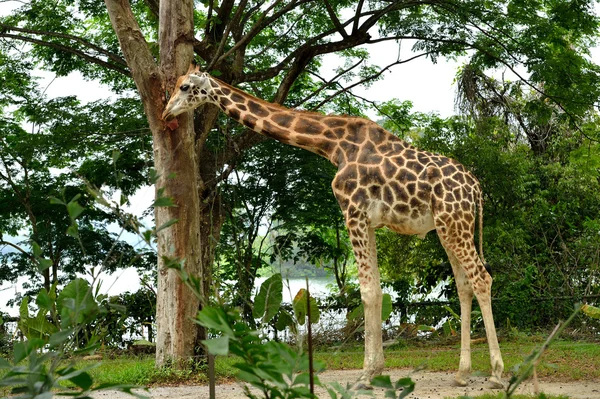 Jirafa (Giraffa camelopardalis rotschildi ) — Foto de Stock